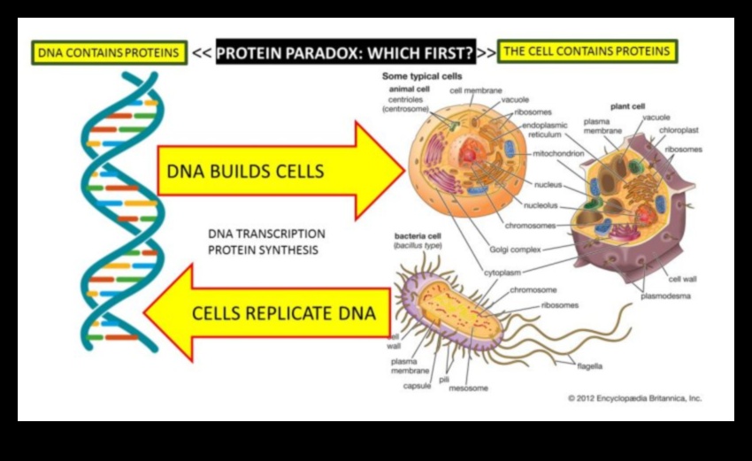 Protein Kalitesi ve Miktarı: Doğru Dengeyi Bulmak