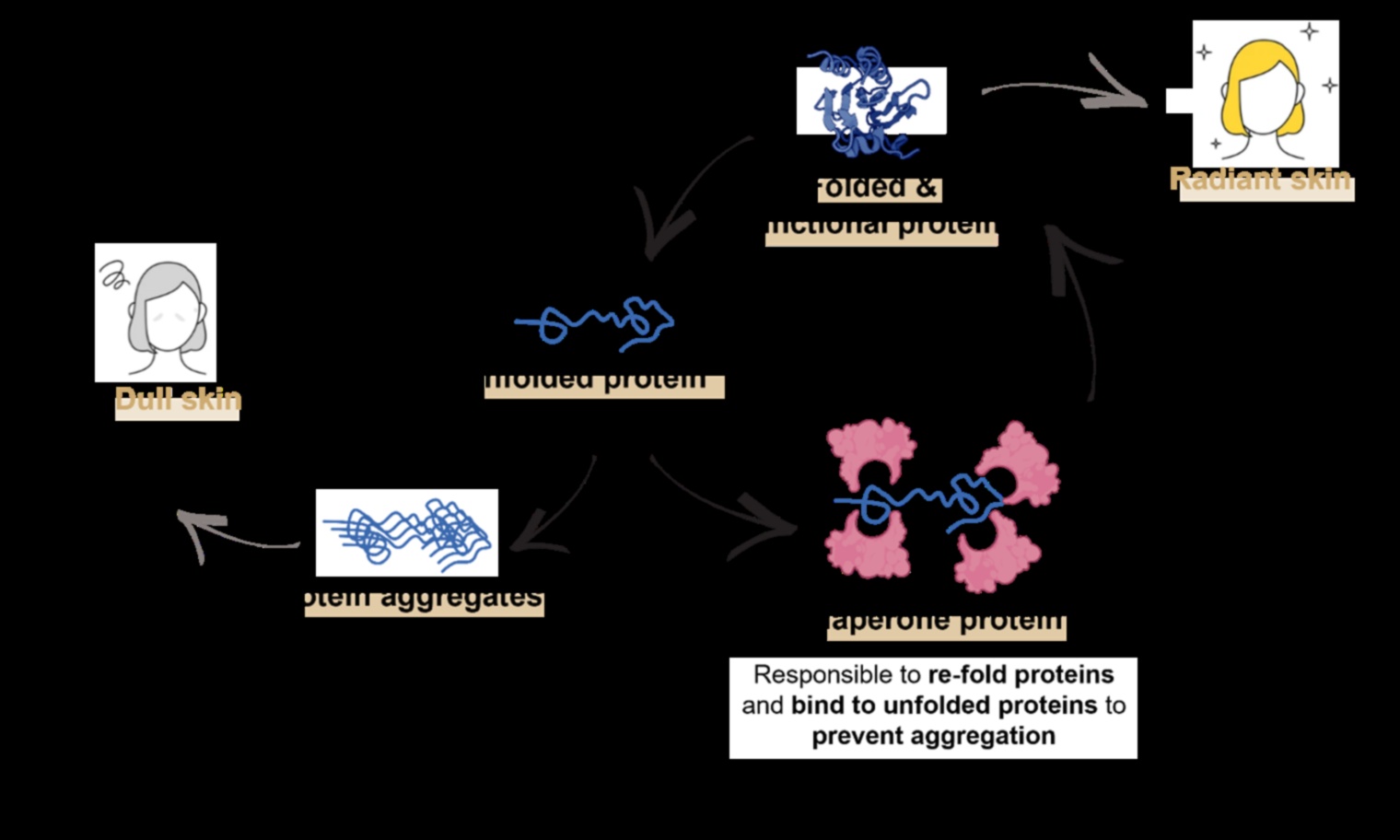 Protein ve cilt sağlığı arasındaki bağlantı